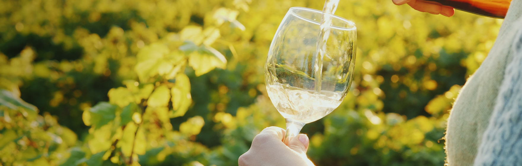 Enoturismo em Portugal Vinhos, Paisagens e Tradição